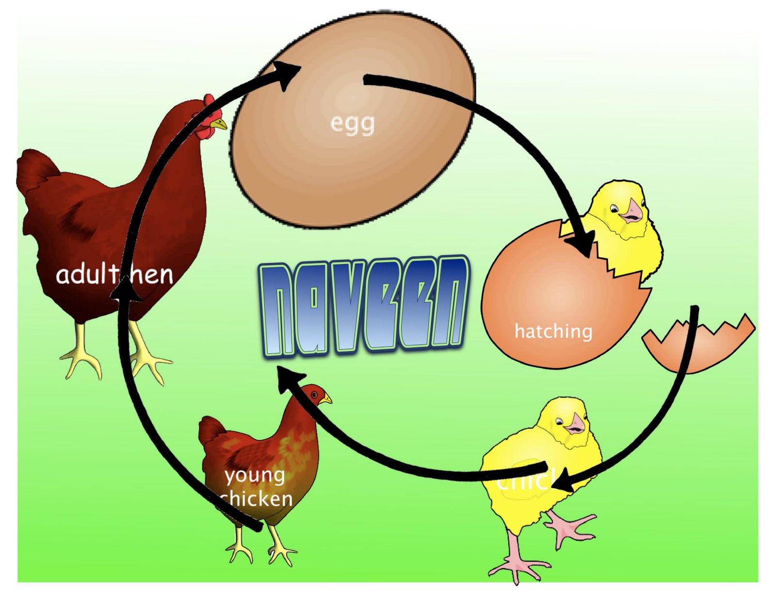 Chicken Life Cycle