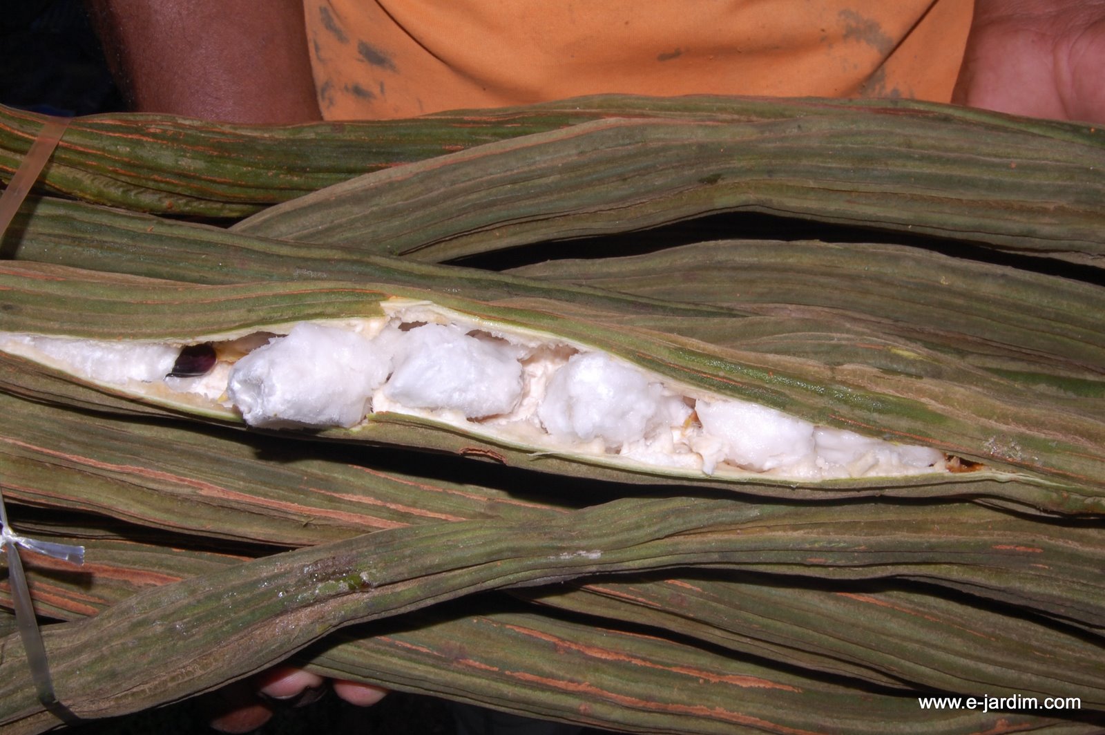 [Inga+edulis+(3).JPG]