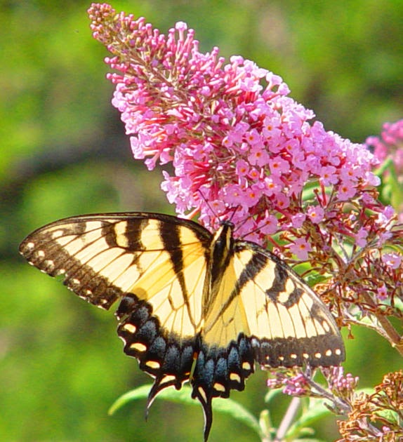 Home and Gardening Butterfly Bush