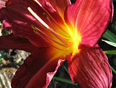 Hemerocallis Cape Cod