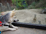 Mali and the Meercats