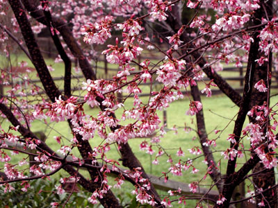 [pink+blossomed+tree.jpg]