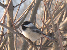 Chickadee