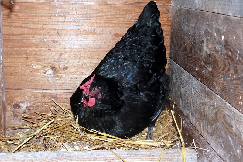 [animales2010_1.JPG]