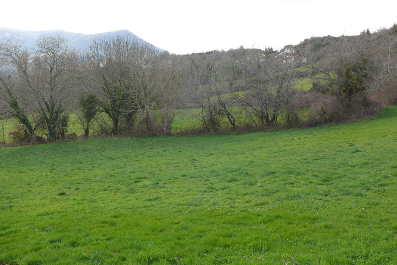 [campoburras_10.JPG]