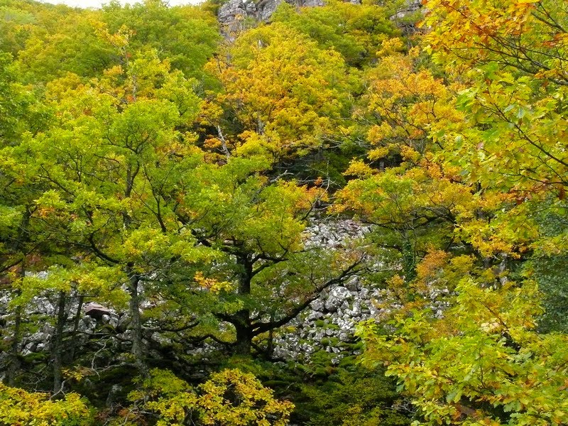 [otoñadatentación_2.JPG]