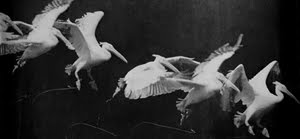 cronofotografia, de Étienne-Jules Marey