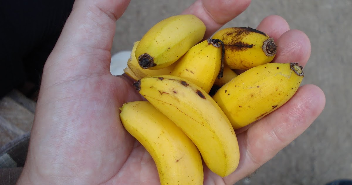 efference Big Hand = Small Banana