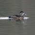 Ring - necked Duck