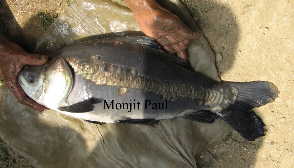 FISHERY SCIENCE Hybridization of Fish