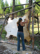 dry scraping an elk hide