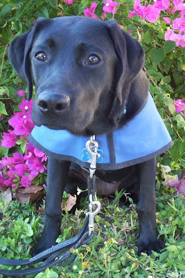 Lovely photo of Berkeley looking at the camera with a blooming shrub filled with purple flowers behind her.