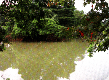 Hutan Kota Srengseng