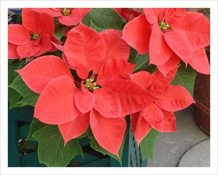 TIENDA DE RAYA&hellip;: Flor de Nochebuena, emblema de las fiestas navideñas&hellip;
