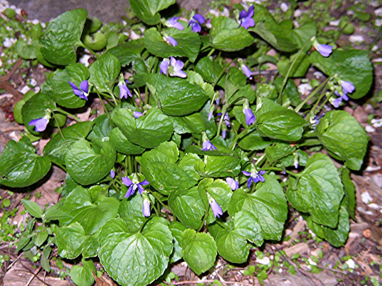 PlantPostings Wisconsin native plants