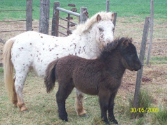 YEGUA SHETLAND CON SU HIJA
