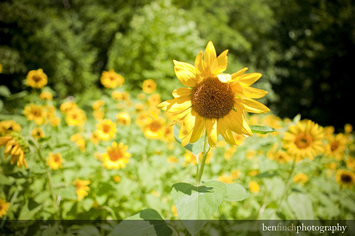 [Sunflower+Pics+for+Blog_5.jpg]