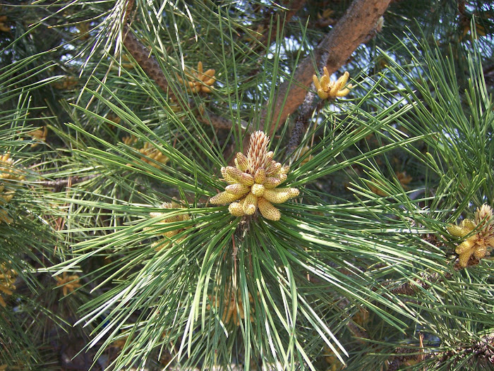 pine flower