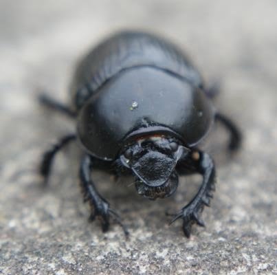 [dung+beetle.jpg]