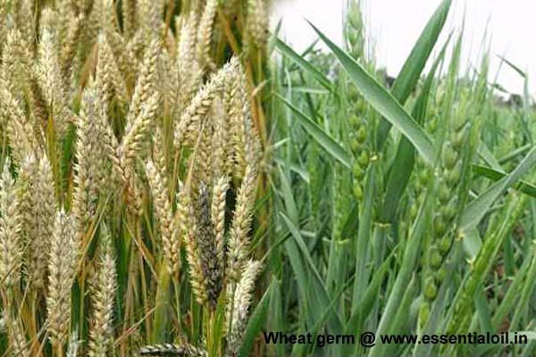 Wheatgerm: