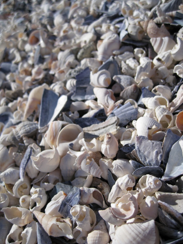 [shells.JPG]