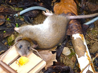 Get Eigenduenkel For Android Free Eigenduenkel