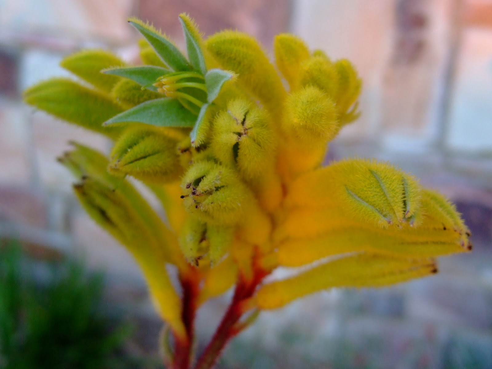 Gondwana, Neuholland, Australien, Down Under...... Die Flora im Kings