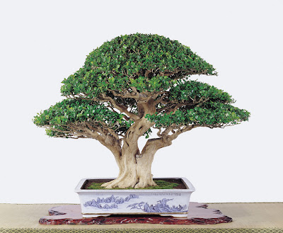 Pokok Jelai