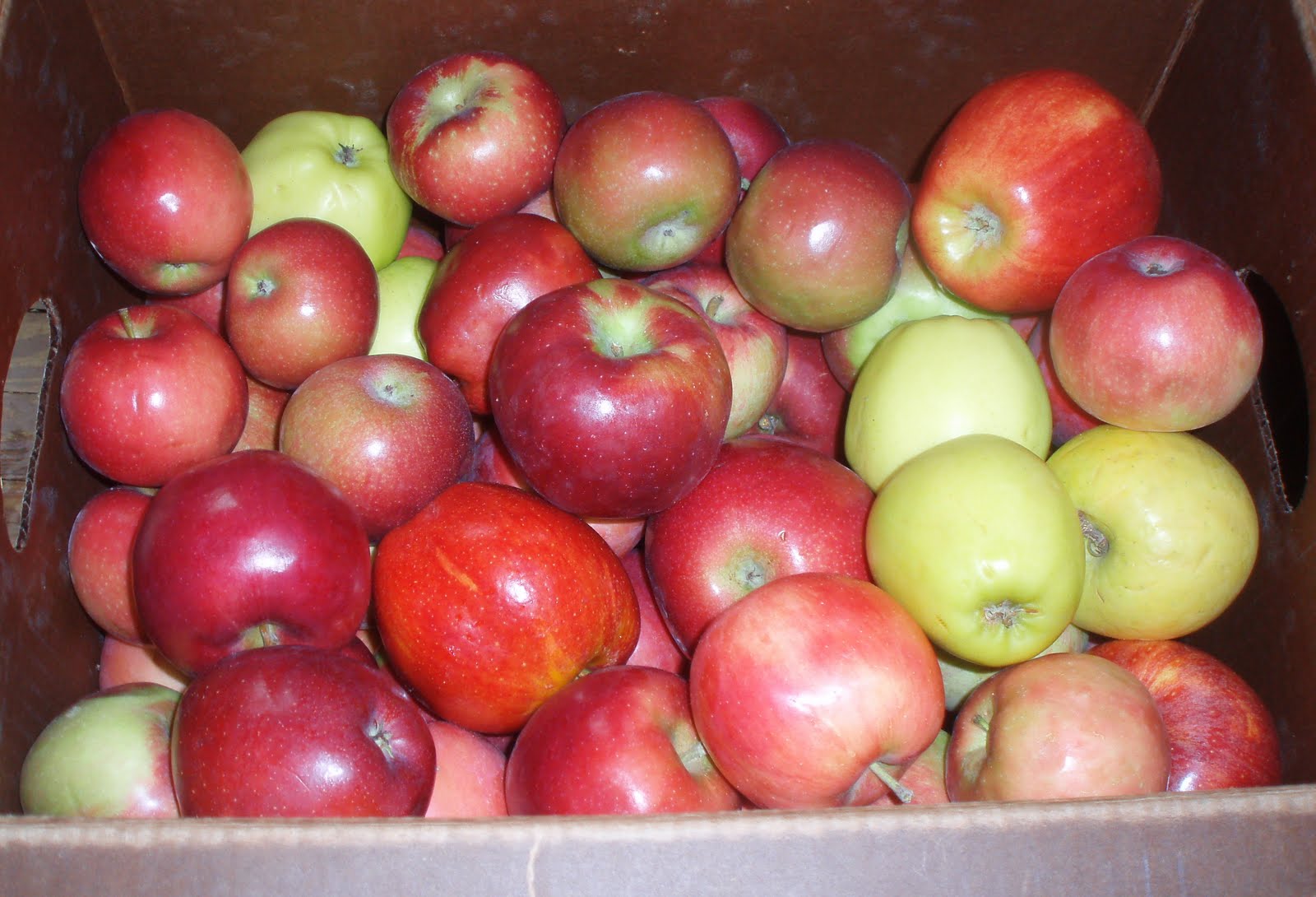 [fall+apples.JPG]