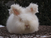 Angora rabbit