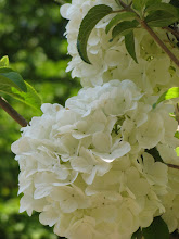 Hydrangea