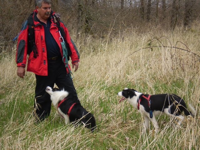 harry and search dogs working