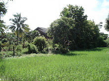 Rice plantation in September