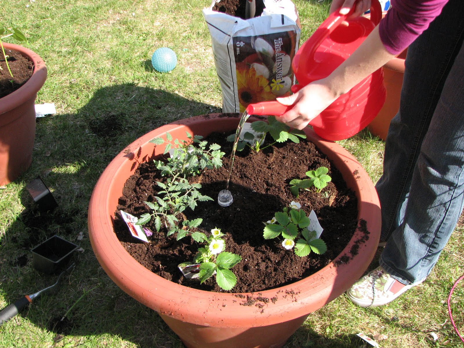 Plastic Bottle Irrigation