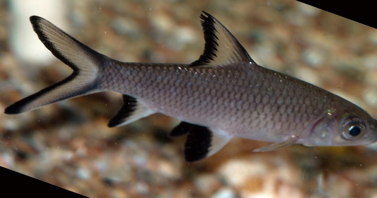 Freshwater Fish Keeper Bala Shark Care