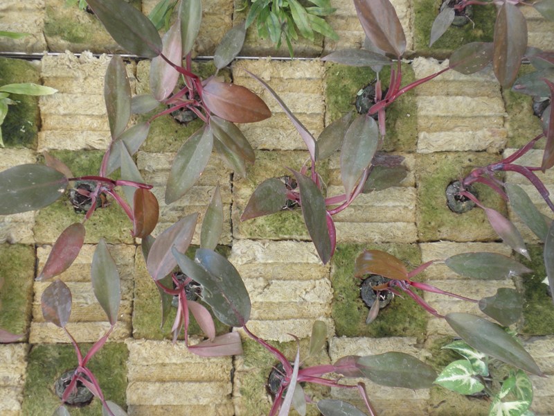 Jardines verticales y cubiertas vegetales: octubre 2010