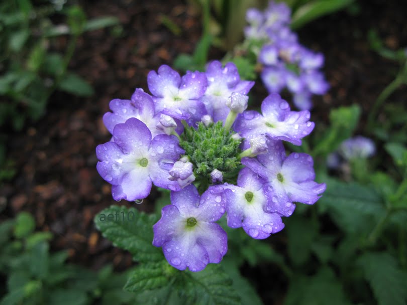 arborboy Two Annuals of Note Coleus and Verbena cultivars