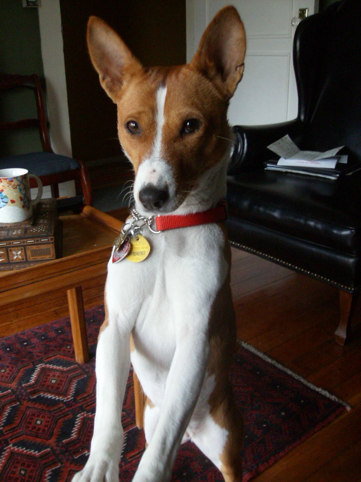 Basenji Rescue and Transport Blog Cancer Chronicles Continuing Challenges