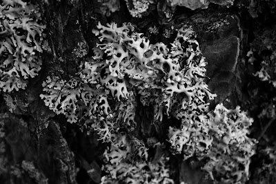 Lichens guillaume lelasseux 2009