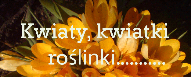 Kwiaty, kwiatki, roślinki...