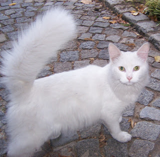 foto de tus mascotas Gato+blanco+peludito+en+adopcion+regalo
