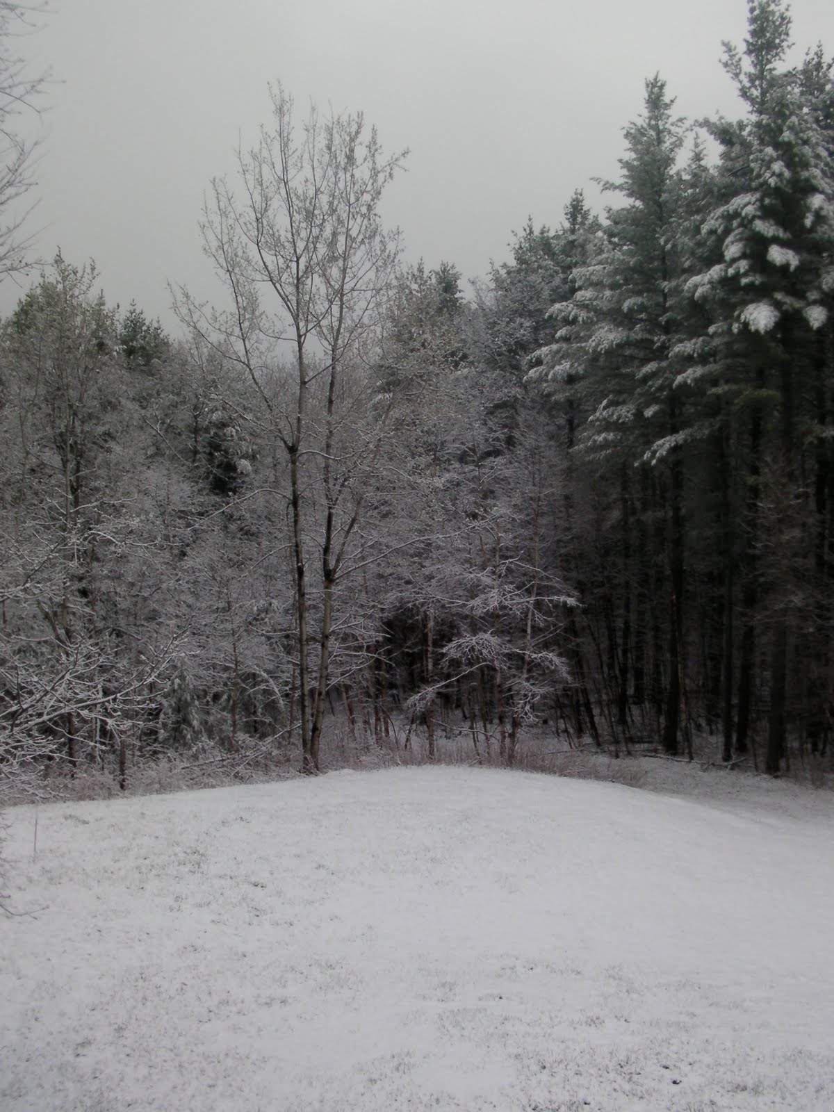 Harvard Snow