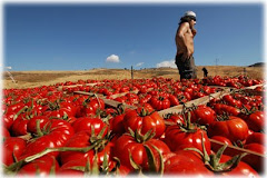 La coop sociale "Lavoro e non solo" ha il suo sito web