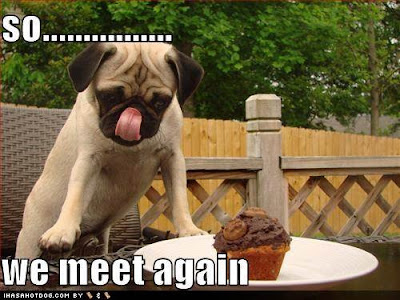 Pugs With Captions Pugs With Captions