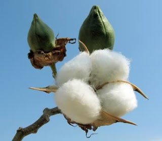cotton analysis