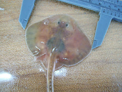 Aportes al conocimiento Biológico de Sympterygia brevicaudata