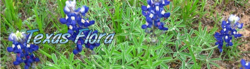 Texas Flora