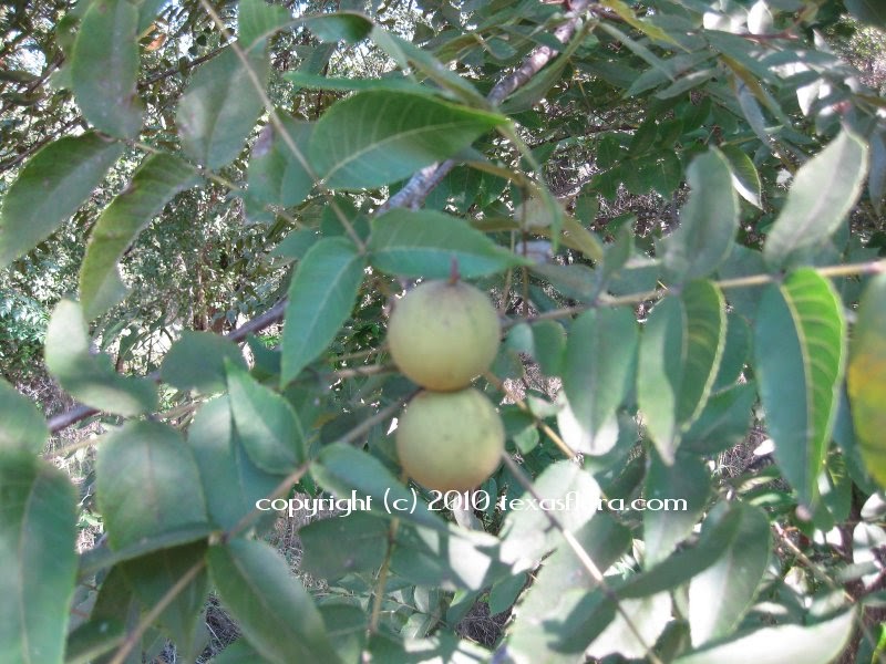 Texas Flora Eastern Black Walnut