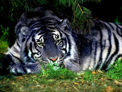 White tiger