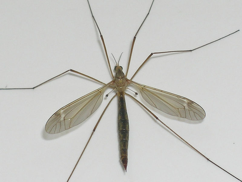 Animal Days Out Community Blog What's The Harm In Daddy Long Legs?